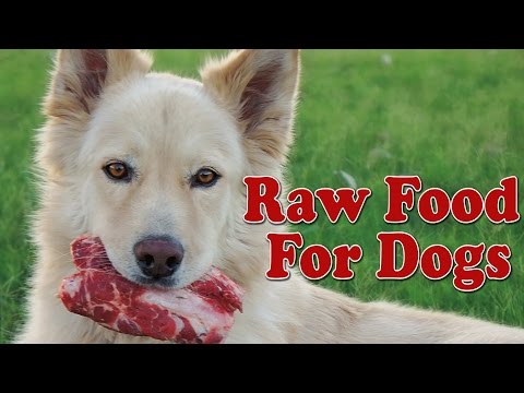 Stop Feeding Kibble to Dogs