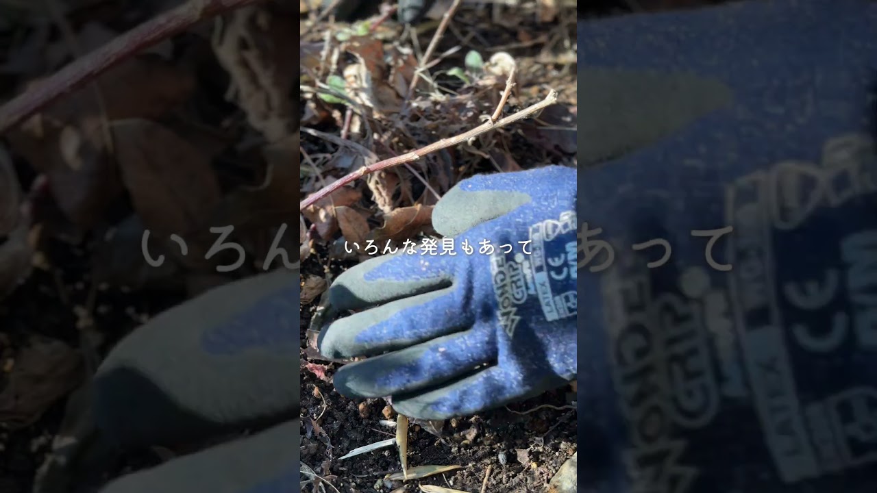 2年ぶりに植えた花🕊️ #ガーデニング #garden  #庭