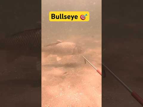Just like butter ? #spearfishing #hunting #spear #fishing #carp #fyp #trending #gigachadtheme
