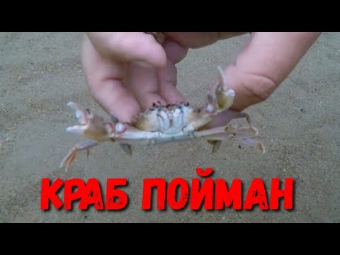 #АНАПА - 7.20 УТРА ПОЙМАЛ КРАБА И ДЕЛЬФИН 20.10.2019 #ВИТЯЗЕВО