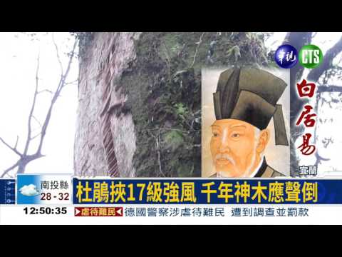 杜鵑肆虐挾強風 神木應聲倒