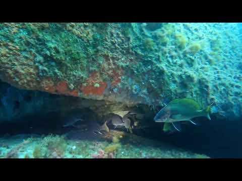 Tuffo a foglia per non... Le sorprese non finiscono mai..