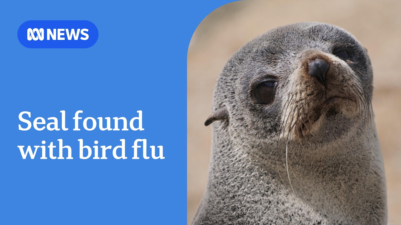 Australia confirms first mammal H5N1 case as seal tests positive in South Australia