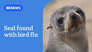 Australia confirms first mammal H5N1 case as seal tests positive in South Australia