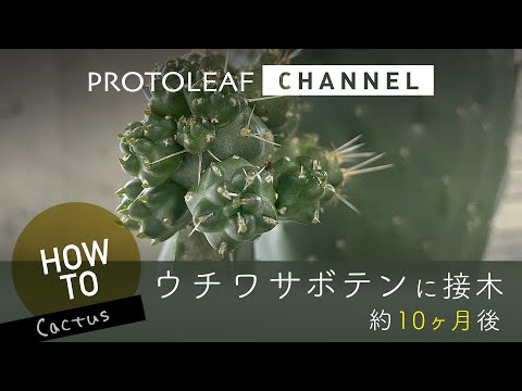 園芸 紙のウチワサボテン