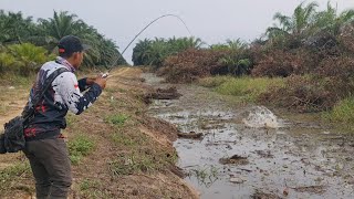 Download lagu FOR YEARS COVERED BY GRASS, THIS CANAL IS FINALLY OPENED || FULL STRIKE OF STARVING SNAKEFISH mp3 Download lagu FOR YEARS COVERED BY GRASS, THIS CANAL IS FINALLY OPENED || FULL STRIKE OF STARVING SNAKEFISH mp3