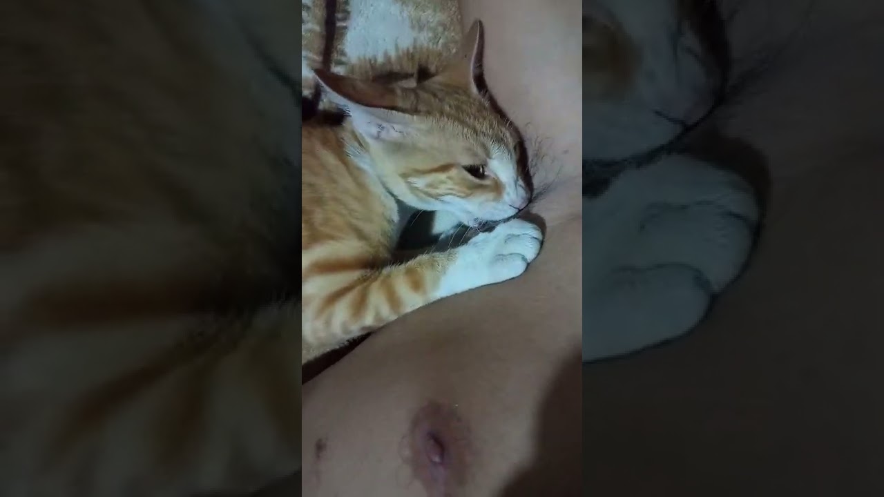 Watch mi gata minina me muerde las axilas Now mi gata minina me muerde las axilas
