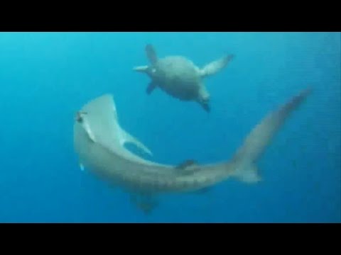 Crafty Turtle Avoids Being Tiger Shark's Dinner