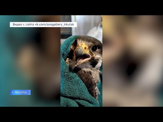 В Иркутском зоопарке выхаживают редкую птицу