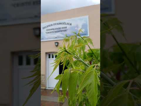 Iglesia Asamblea de Dios cristo redentor👐 Los menucos, Rio negro Argentina🇦🇷