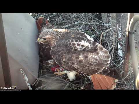 Big Red Rolls Egg & Arthur Brings a Snack – March 23, 2019