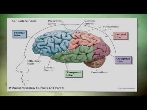 Overview of Traumatic Brain Injury (TBI)