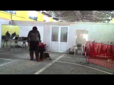 Kino escorta 27.02.2014