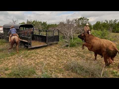 Cowboys Catch A WILD BULL