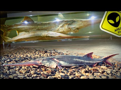 Le plus GRAND poisson d'eau douce s'est éteint ! (Chinese Paddlefish) Espèce disparue # 1