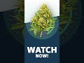 WATCH NOW! - Super Lemon Haze Strainview
