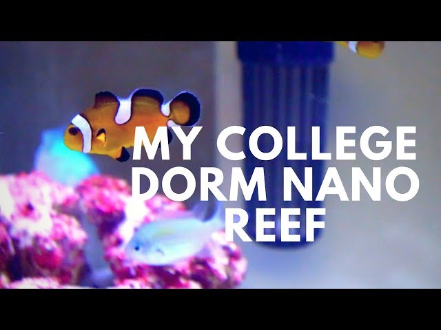 COLLEGE DORM REEF TANK!