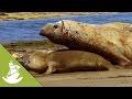 The Heavy Forced Mating Of The Elephant Seals