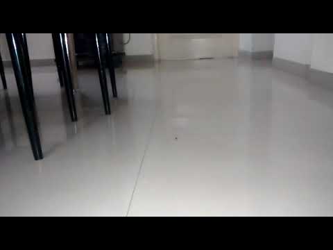 Funny cat jabber playing with insects