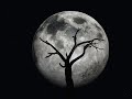 Dead trees - Instrumental