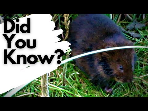 Things you need to know about WATER VOLES!