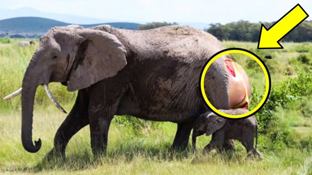 This Elephant Gave Birth And Cried For Hours, Staff Screamed When They Saw Her Offspring!!