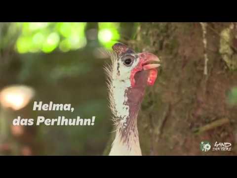 Helma, das Perlhuhn!