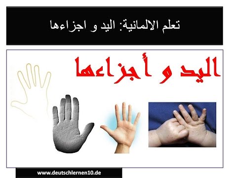 تعلم الالمانية: اليد و اجزاءها  hd