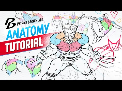 Anatomy Tutorial - Chest and Back - Drawing Muscles and Superhero Proportions