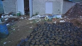 Albanian police burn more than 10 tonnes of mariju