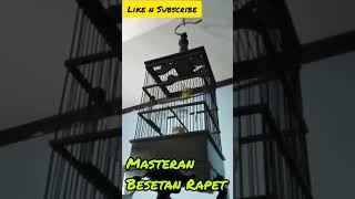 Download lagu Pleci ngecir untuk merangsang birahi pleci macet mp3