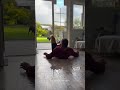 Every Dog ​​owner Should Know This