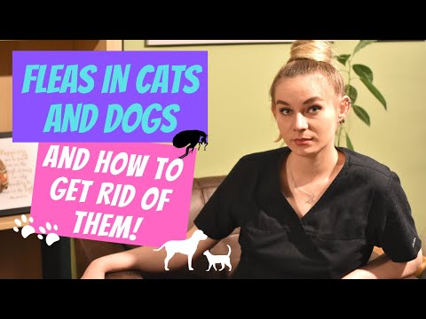 Fleas in dogs and cats and how to get rid of them! Flea infestation explained by a vet