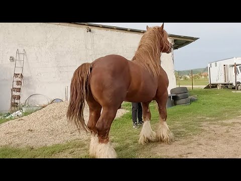 Cristea Nicu's horses from Bogei - Bihor 2022