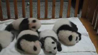 Baby Panda Crawling In A Crib