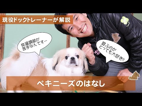 ペキニーズの飼い方