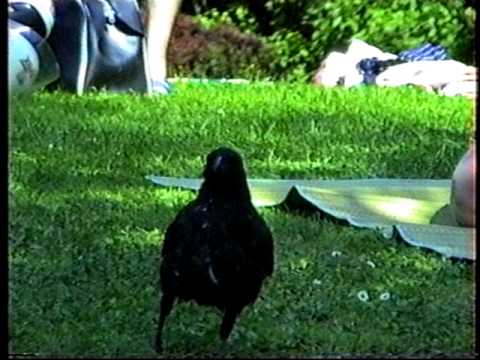 Gli Amica zeigt..........Ein Rabe, als kleiner, frecher Dieb........