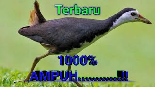Download lagu Suara Pemanggil (Pikat) Ruak-Ruak - Super Ampuh 1000% mp3