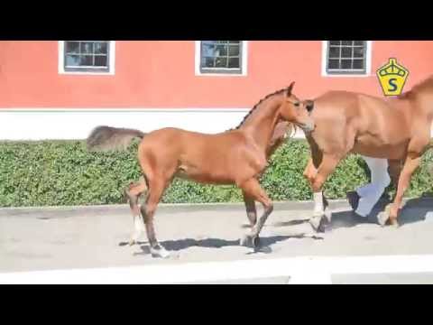 SWB Elitfölauktion 2015 - 30. Volmar e. Ampere - Regazzoni