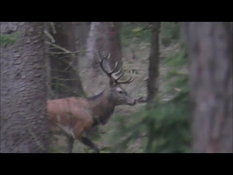 Rotwildbrunft in der Lüneburger Heide-Feld und Jagd