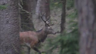 Rotwildbrunft in der Lüneburger Heide-Feld und Jagd