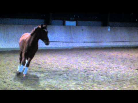 Belisimo Wallach(günstig)