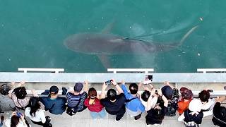Una multitud observa cómo los equipos de rescate intentan salvar a un tiburón varado en Corea...
