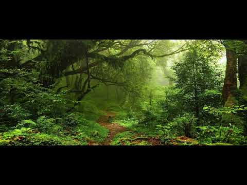 🌴 Incredible Jungle Sounds 8K - Exotic Birds Singing and Raining in Tropical Forest