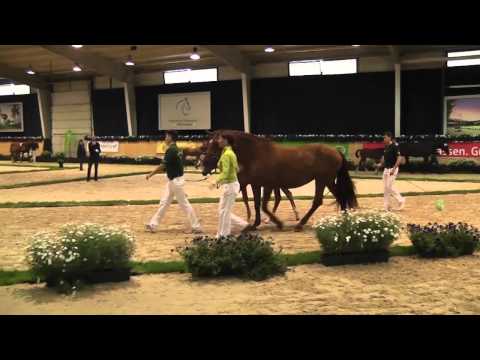 Frühlingsblume, 1a Goldmedaillen- und Reservesiegerstutfohlen 2012