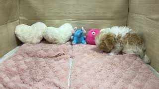 ハーフ犬の動画01