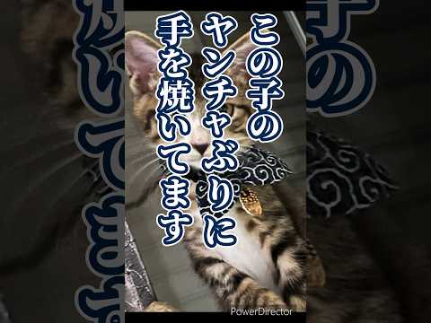 リコイまたはオオカミ猫