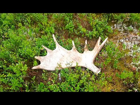 Moose shed hunting Norway del 2 of 2023