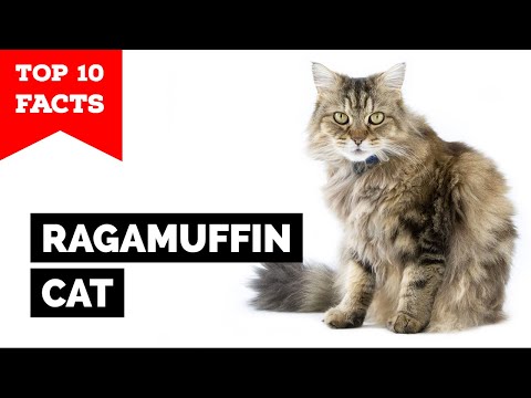 Ragamuffin Cat - TOP 10 FACTS