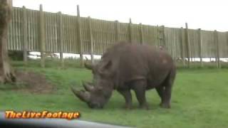 Big Rhino
